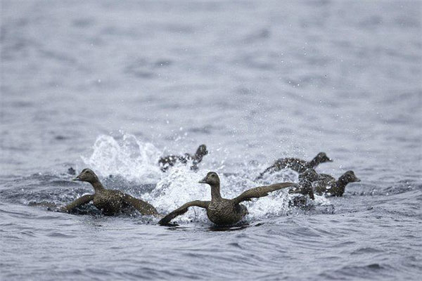 世界上最美的十种鸭子排名