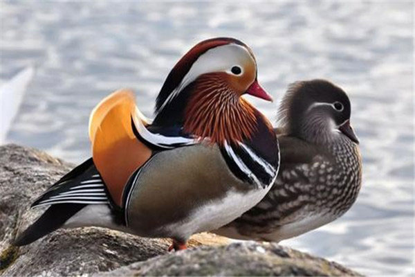 世界上最美的十种鸭子排名