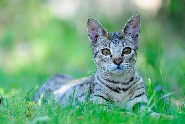 地球上10大最贵的猫品种