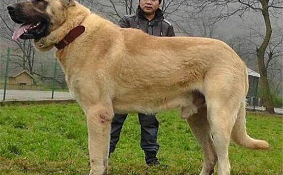 世界10大杀伤力超强的犬