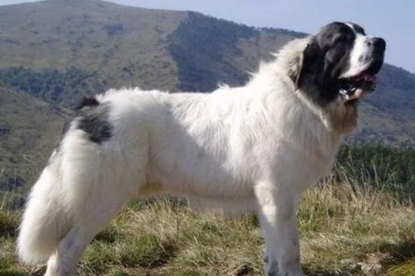 世界十大牧羊犬排名