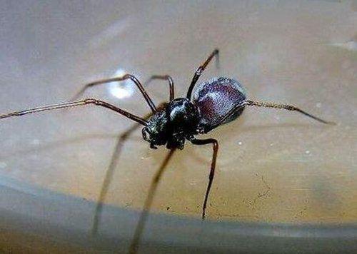 10大最常见的室内蜘蛛