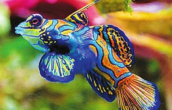 世界上10大最漂亮的热带鱼