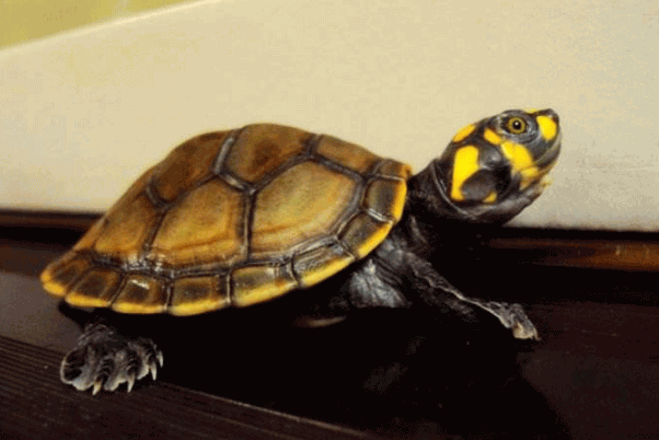 地球上7大最有灵性的龟