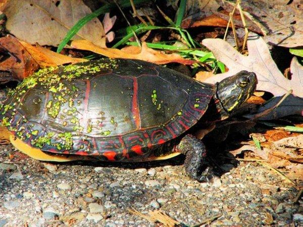 地球上7大最有灵性的龟