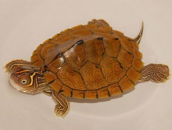 世界上6大便宜又好养的宠物龟