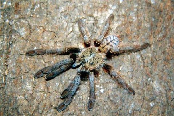 地球上10大巨型蜘蛛