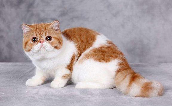 地球上10大最温顺的猫咪