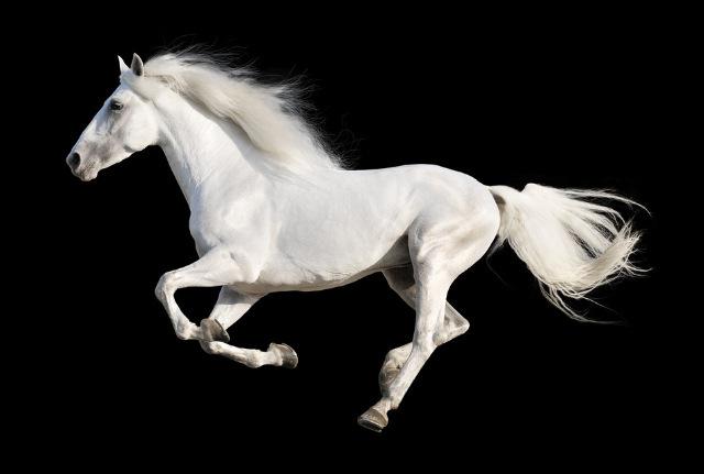 世界最名贵的马有哪些？
