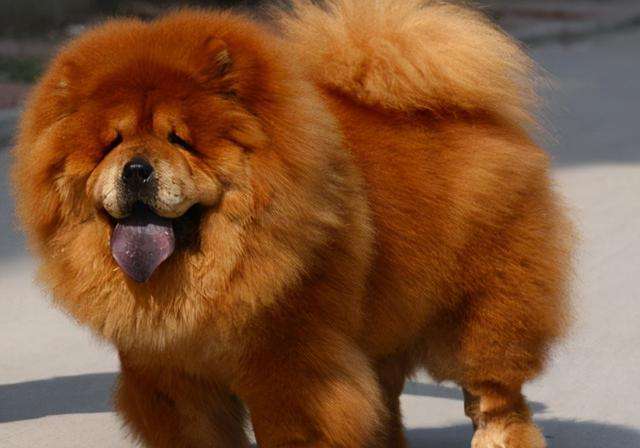 世界10大最贵的犬种