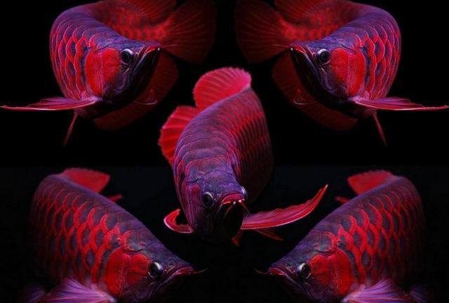 世界10大最好看的热带鱼