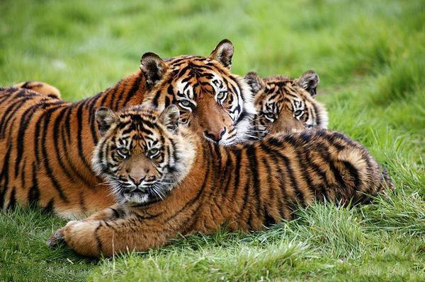 地球上6大仅存的老虎