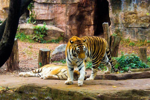 地球上6大仅存的老虎