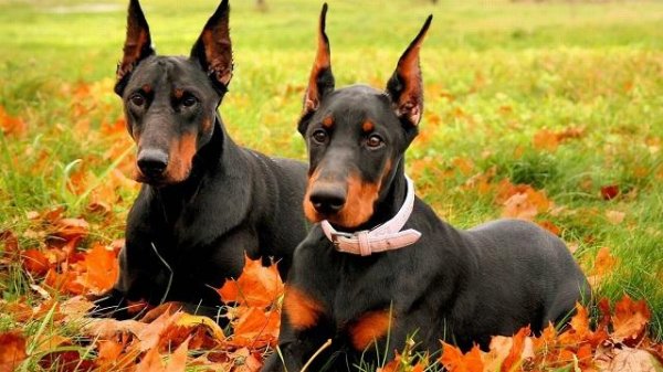 国内10大被禁养的犬种
