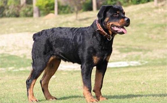 世界10大最凶猛的军犬