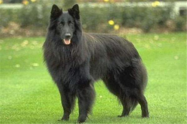 世界10大最凶猛的军犬
