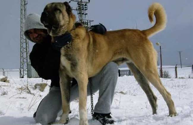 世界十大大型犬排行榜
