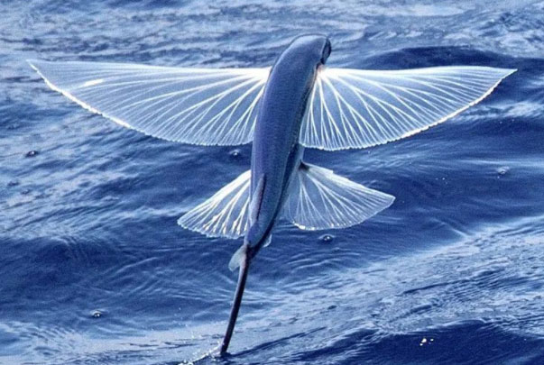 世界上有什么鱼会飞？
