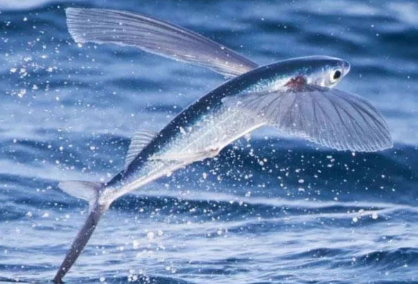 世界上有什么鱼会飞？