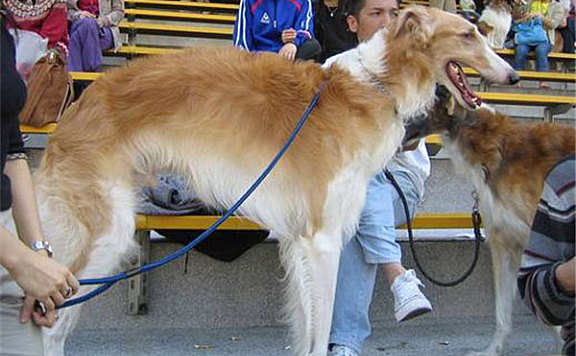 俄罗斯十大名犬