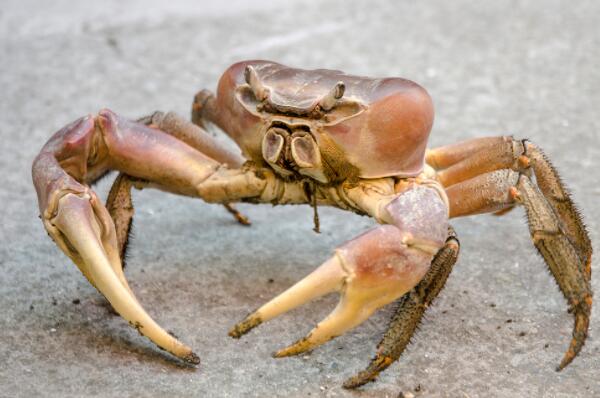 最适合新手养的十大宠物蟹