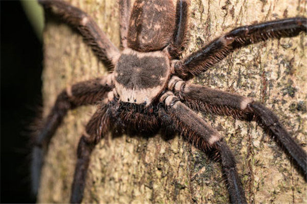 世界上最大的蜘蛛排行