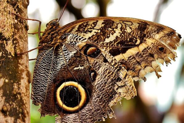 中国最常见的十大蝴蝶种类