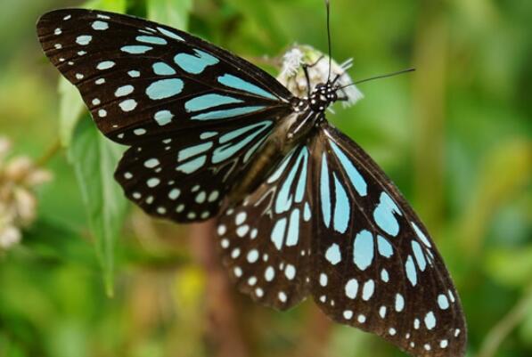 中国最常见的十大蝴蝶种类