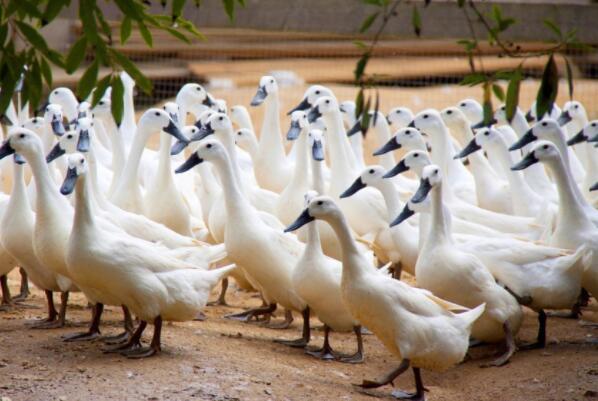 中国十大名鸭品种排名