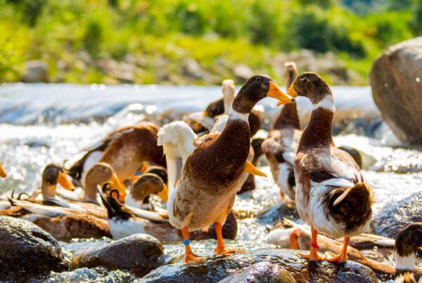 中国十大名鸭品种排名