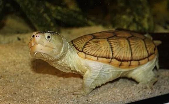 世界十大水栖宠物龟品种