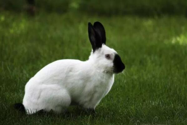 盘点世界八大宠物兔品种