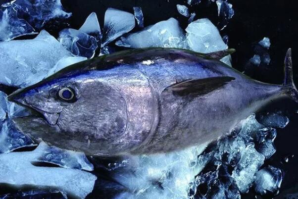 盘点十大最稀有的鱼类