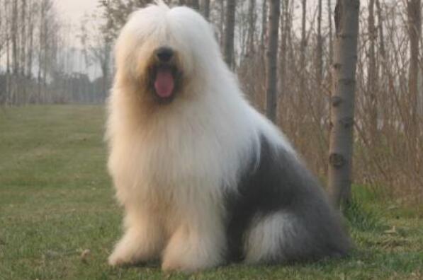 世界上十大毛最长的犬