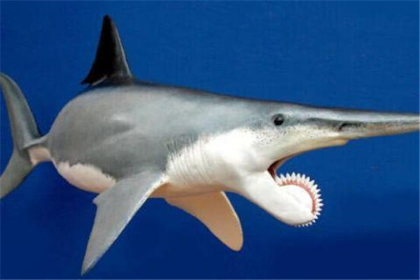 世界上最为神秘的一种鲨鱼
