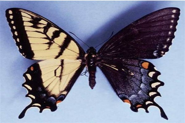 东欧和亚洲最常见的蝴蝶