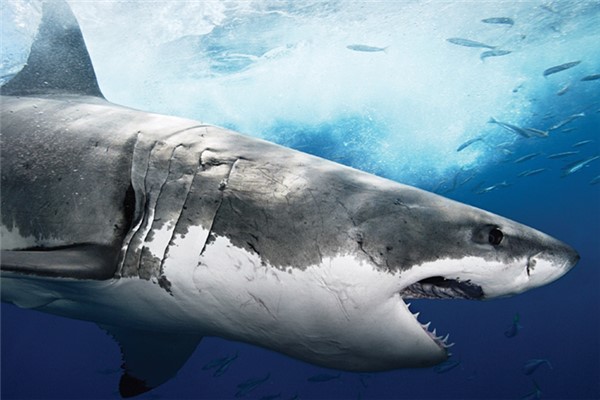 世界上最凶残的鲨鱼之一
