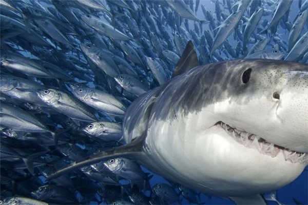 世界上最凶残的鲨鱼之一