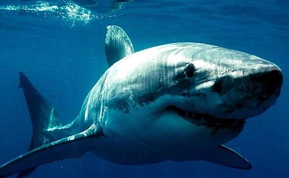世界最凶猛鲨鱼排名前十