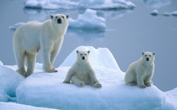 世界上最大的北极熊
