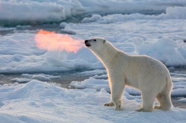 世界上最大的北极熊