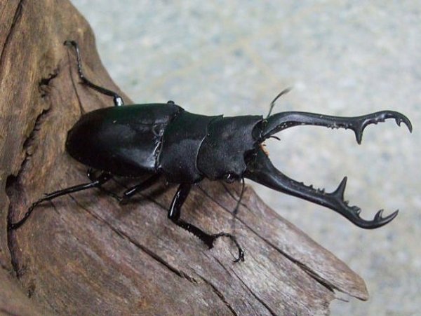 世界上最大的锹甲虫