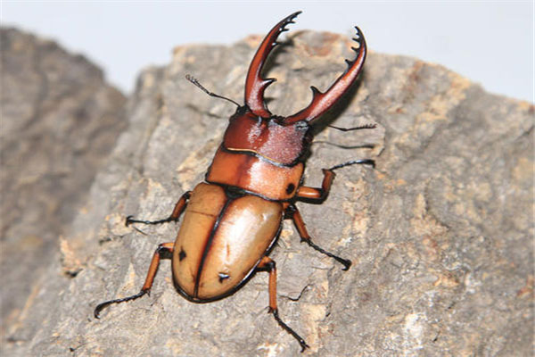 世界上最大的锹甲虫