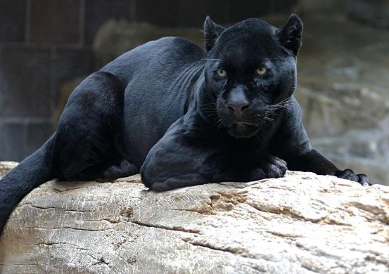 世界十大少见的黑色动物
