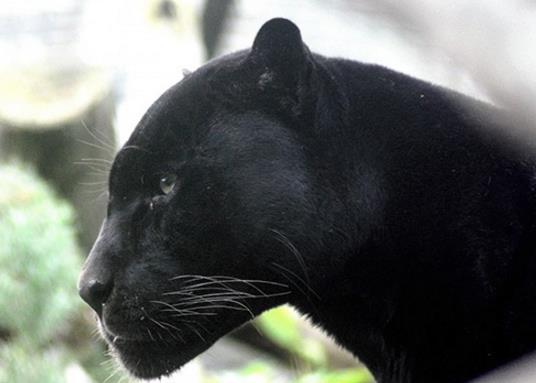 世界十大少见的黑色动物