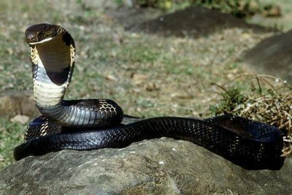 世界上移速最快的毒蛇