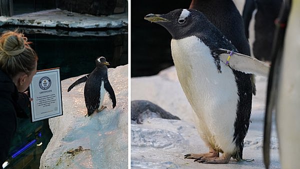 世界上最长寿的企鹅