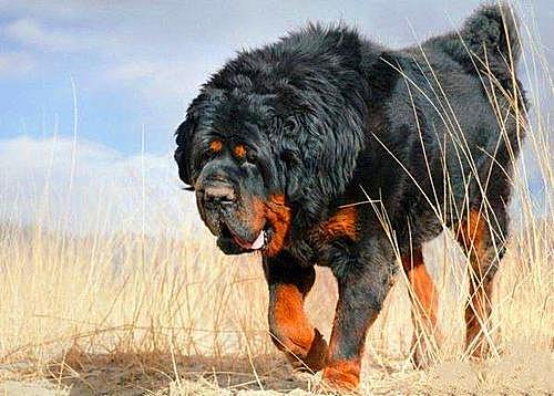 世界上寿命最长的狗狗排名