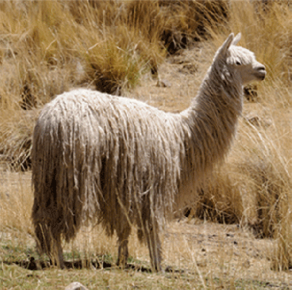 世界上毛最长的羊驼
