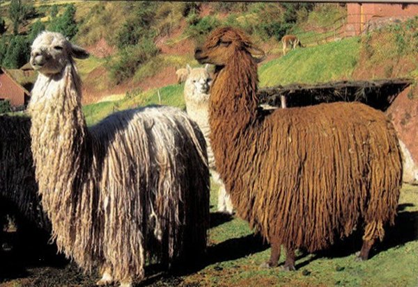 世界上毛最长的羊驼